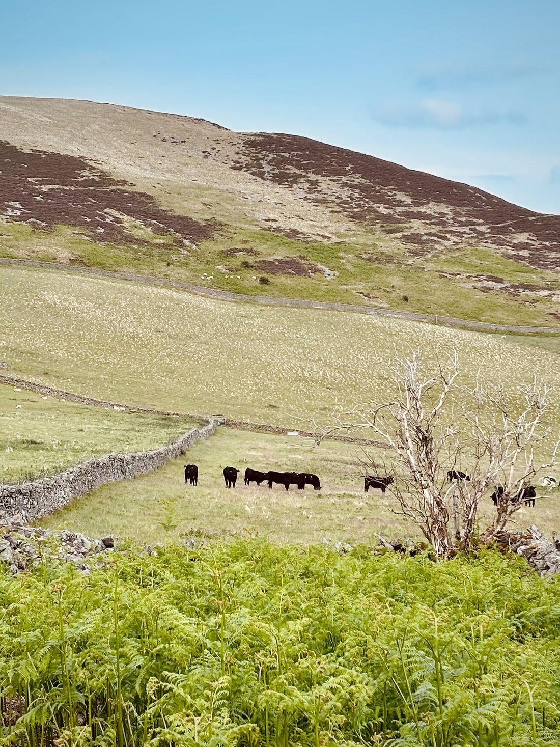 Black Angus cattle grazing an upland field with a stone wall