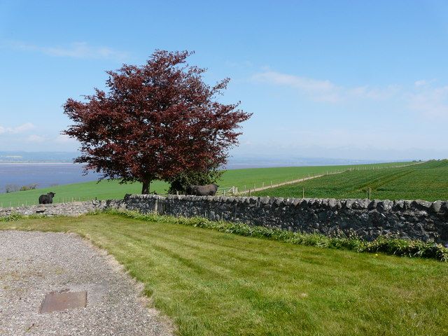Cattle in a walled green field beside a mature tree and estuary